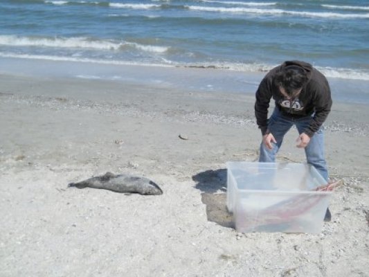 Încă un delfin găsit mort pe plaja din Mamaia